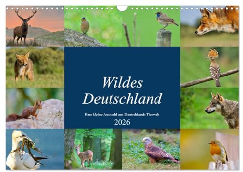 Wildes Deutschland (Wandkalender 2026 DIN A3 quer), CALVENDO Monatskalender: Eine kleine Auswahl Deutschlands wilder Tiere. (CALVENDO Tiere)