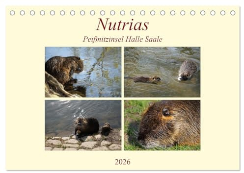 Nutrias Peißnitzinsel Halle Saale (Tischkalender 2026 DIN A5 quer), CALVENDO Monatskalender: Die Nutria in freier Wildbahn auf der Peißnitzinsel Halle Saale (CALVENDO Tiere)