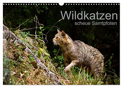 Wildkatzen - scheue Samtpfoten (Wandkalender 2026 DIN A3 quer), CALVENDO Monatskalender: Beeindruckende Fotografien der europäischen Wildkatze (CALVENDO Tiere)