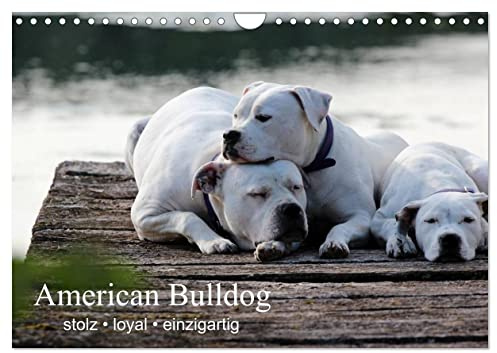 American Bulldog - stolz, loyal, einzigartig (Wandkalender 2026 DIN A4 quer), CALVENDO Monatskalender: Mit dem American Bulldog durchs Jahr. Ein MUSS ... Liebhaber und Besitzer. (CALVENDO Tiere)