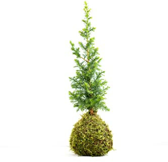 Bonsai spruce Pine Tree, Conifer Mini Christmas Tree, Kokedama House Plant with Green Moss Ball, Dwarf Conifers Xmas Tree – Present Gift 30cm (Plant with Watering Guide and Plant Guide)