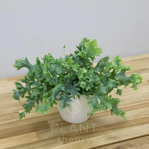 Plant Theory 30cm Phlebodium Aureum Davana Golden Polypody Indoor Plant 12cm Pot