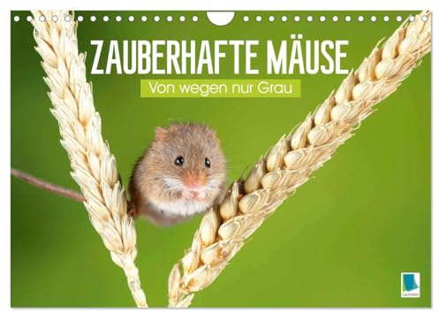 Zauberhafte Mäuse: Von wegen nur Grau (Wandkalender 2026 DIN A4 quer), CALVENDO Monatskalender: Die Maus: Possierlicher Plagegeist (CALVENDO Tiere)