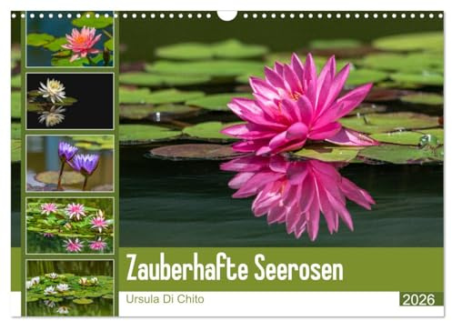 Zauberhafte Seerosen (Wandkalender 2026 DIN A3 quer), CALVENDO Monatskalender: Seerosen in schillernden Farben (CALVENDO Natur)