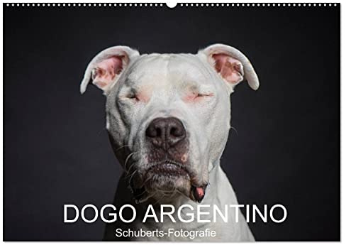 DOGO ARGENTINO (Wandkalender 2026 DIN A2 quer), CALVENDO Monatskalender: Eine Hunderasse zum verlieben (CALVENDO Tiere)