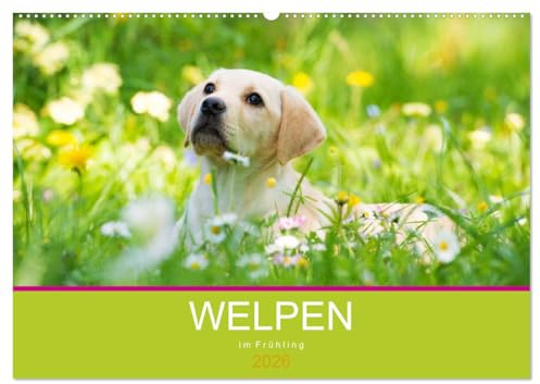 Welpen im Frühling (Wandkalender 2026 DIN A2 quer), CALVENDO Monatskalender: Hundewelpen entdecken die Natur (CALVENDO Tiere)