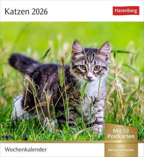 Katzen Postkartenkalender 2026 - Wochenkalender mit 53 Postkarten: Jede Woche ein süßes Kätzchen im Postkarten-Fotokalender. Tischkalender für Katzenfans