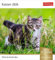 Katzen Postkartenkalender 2026 - Wochenkalender mit 53 Postkarten: Jede Woche ein süßes Kätzchen im Postkarten-Fotokalender. Tischkalender für ... Sammeln und Verschicken. Auch zum Aufhängen