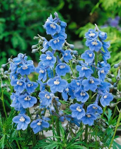 Delphinium x belladonna 'Cliveden Beauty' ca. 11x11 cm Topf - Rittersporn, himmelblaue Blüten, Blütezeit Juni-August, ideal für Rabatten, bienenfreundlich, pflegeleicht