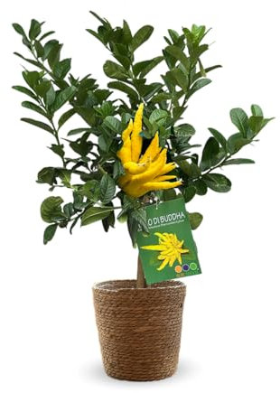 Attitude Jardin - Main de bouddha avec panier en jonc de mer - citrus medica var. sarcodactylis - agrume méditerranéen - arbre fruitier - 75-85 cm - ⌀ 25 cm