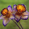 Bulbi di narciso (senza semi, non artificiali), bulbi perenni, resistenti, bulbi belli e sani, profumati, adatti per la visione interna ed esterna-10 Bulbi-D