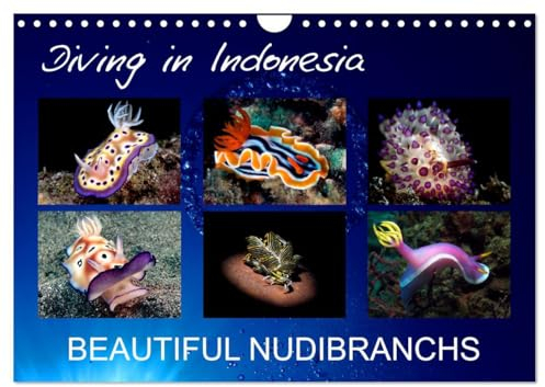 Diving in Indonesia - BEAUTIFUL NUDIBRANCHS (Wandkalender 2025 DIN A4 quer), CALVENDO Monatskalender