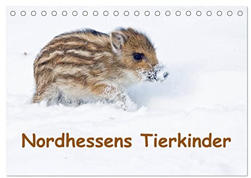 Nordhessens Tierkinder (Tischkalender 2026 DIN A5 quer), CALVENDO Monatskalender: Ausdrucksstarke Aufnahmen von Jungtieren aus Nordhessen, aufgenommen ... und in freier Wildbahn (CALVENDO Tiere)