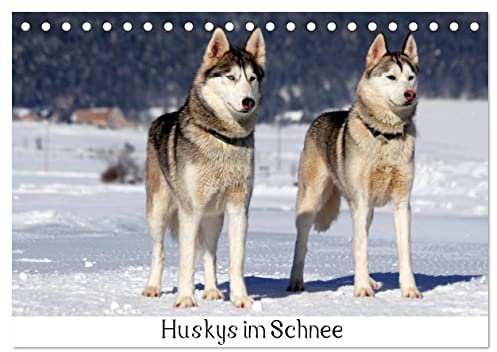 Huskys im Schnee (Tischkalender 2026 DIN A5 quer), CALVENDO Monatskalender: Portraits von Sibirischen Huskys im Winter (CALVENDO Tiere)
