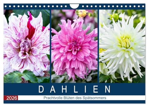 Dahlien - Prachtvolle Blüten des Spätsommers (Wandkalender 2026 DIN A4 quer), CALVENDO Monatskalender: Porträts prachtvoller Dahlien im Spätsommer (CALVENDO Natur)