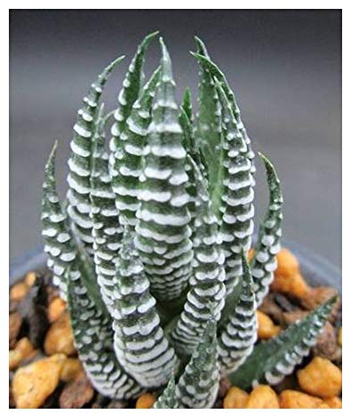 Haworthia zebrina - Zebra-Haworthie - 10 Samen