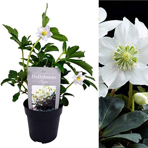 Helleborus Niger - Christmas Rose Plant Ready to Plant in a 13cm Pot