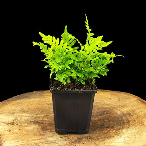 Polypodium vulgare/Gewöhnliche Tüpfelfarn