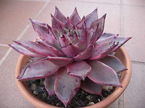 ECHEVERIA AGAVOIDES Romeo 10+ Samen! Seltene Sukkulenten Caudex Samen: Nur Paketsamen