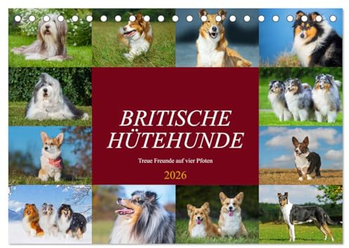 Britische Hütehunde - Treue Freunde auf vier Pfoten (Tischkalender 2026 DIN A5 quer), CALVENDO Monatskalender: In wunderschönen Fotos stellt uns die ... Großbritanniens vor (CALVENDO Tiere)