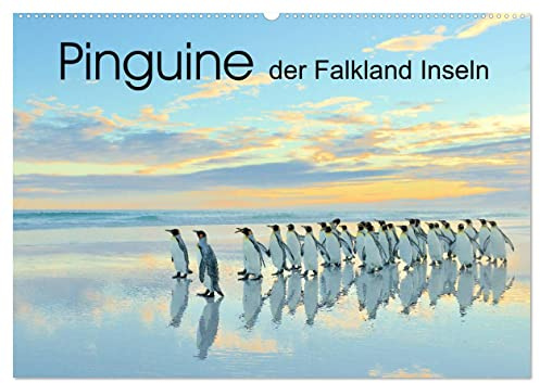 Pinguine der Falkland Inseln (Wandkalender 2026 DIN A2 quer), CALVENDO Monatskalender: Die tierischen Stars der Falkland Inseln: Pinguine! (CALVENDO Tiere)