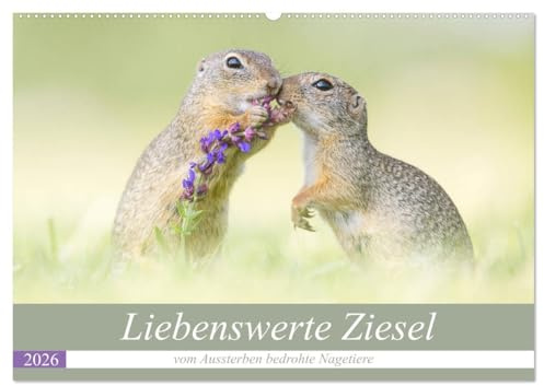 Liebenswerte Ziesel - vom Aussterben bedrohte Nagetiere (Wandkalender 2026 DIN A2 quer), CALVENDO Monatskalender: Bedrohte Ziesel liebevoll portraitiert. (CALVENDO Tiere)