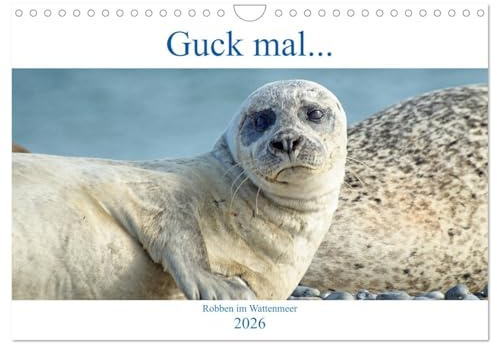 Guck mal ... Robben im Wattenmeer (Wandkalender 2026 DIN A4 quer), CALVENDO Monatskalender: Robben der Nordsee, immer wieder faszinierend und abwechslungsreich (CALVENDO Tiere)