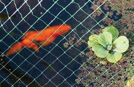 Garden Mile 2m X 10m Green Pond Netting Mesh Heavy Duty Bird Netting For Garden Pond Protection Pest Control Net For Fruit Vegetables Plants Greenhouse Accessories