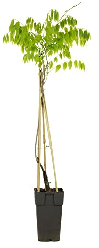 Chinesischer Blauregen weiß - Höhe ca. 50 cm, Topf-Ø 14 cm - Wisteria sinensis 'Alba'