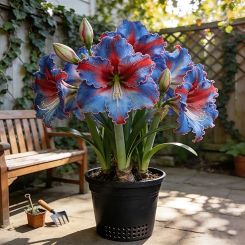 Amaryllis，Seltene nknolle，Bepflanzen von Staudengärten, Winterhart SelteneWinterhart MehrjäHrig Schönes -2 zwiebeln-e