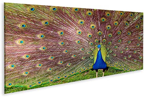 islandburner Bild auf Leinwand Pfau Wandbild Leinwandbild Bilder für Wohnzimmer GFOZ-Pano