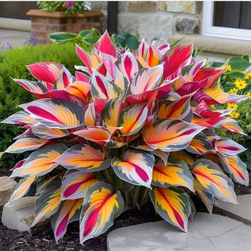 Eine winterharte, mehrjährige Hosta mit seltenen Farben, eine elegante Gartendekoration, geeignet für drinnen und draußen-4 Wurzel-G