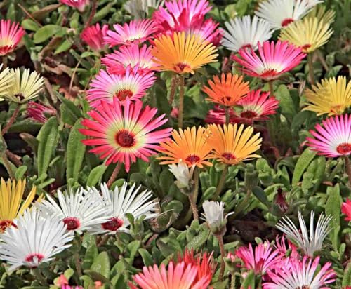 Mittagsblume Samen, Eiskrautblume, Livingstone Daisy, Dorotheanthus bellidiformis, Bodendecker (3000 Samen)
