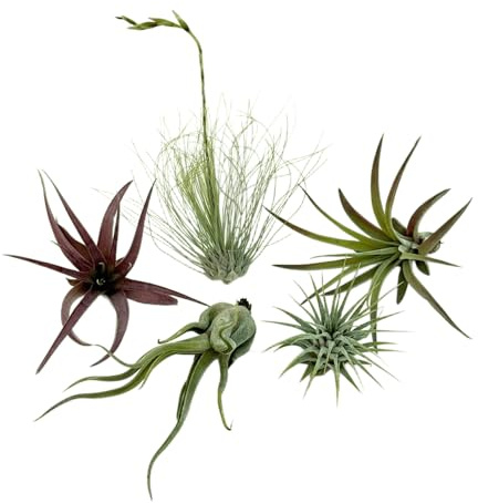 VANDAS Tillandsia Ionantha – Set 5 Piante dell’Aria Assortite | 4 cm | Pianta Senza Terriccio | Ideale per Decorazioni e Terrari | Made in Italy