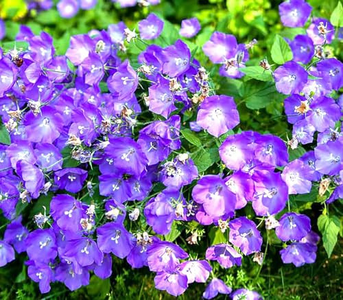 Tussock Bellflower Seeds - Campanula - Tussock Bellflower adapts Well to Many environments; it Also Makes a Good Container Plant Because of its Neat, Rounded Growth.