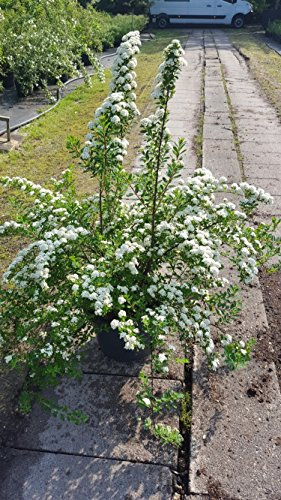 Japanische Strauchspiere Spiraea nipponica Snowmound 80-100 cm hoch im 10 Liter Pflanzcontainer