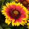 100 semi di fiori freschi di Gaillardia