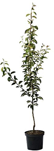 Köstliche von Charneux sehr feine Tafelbirne Buschbaum Birnenbaum 110-140 cm 9,5 L Topf Quitte A