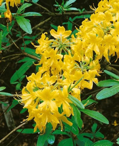 Gelber Rhododendron 30-40 cm Topf Rhododendron lutescens immergrün