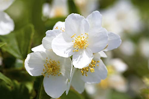 Philadelphus coronarius 40-60 cm - Duftjasmin, weiße Blüten, Blütezeit Mai-Juni, ideal für Hecken, bienenfreundlich, pflegeleicht