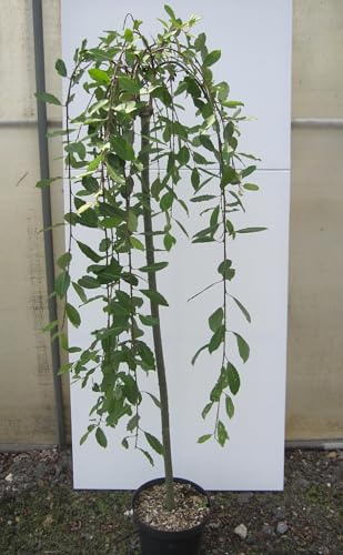 Hochstamm Hängende Kätzchenweide - Salix caprea Pendula - Stamm 125cm + Krone