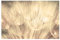 Bilderwelten Fototapete Pusteblume 190cm x 288cm Blumen Natur Blumentapete Sepia Vliestapete Tapete Wanddeko Ideen Wohnzimmer Schlafzimmer Küche