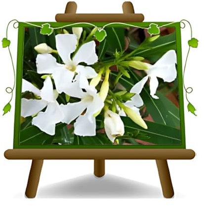 EURO PLANTS VIVAI Oleandro Bianco Piante Ornamentali - su vaso da 18 cm - altezza 35 cm