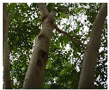 Stk - 10x Dalbergia cochinchinenis Thailändisches Garten Pflanzen - Samen ID1243 - Seeds & Plants Shop by Ipsa