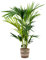 Bloomique - Howea Forsteriana - Palmier Kentia - Plante d’intérieur - Dépolluante - Sans danger pour les animaux - 80-100 cm de haut - Panier en jute 19 cm