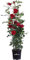 Pianta di Rosa Grandiflora Rampicante pianta di rosa ornamentale fiori grandi vari colori da esterno pianta vera venduta da eGarden.store (Rosso)