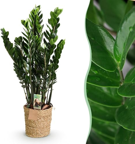 Green boutiQ - Zimmerpflanzen - Zamioculcas - ZZ-Pflanze - Wenig Pflege - mit Korb - Grün - 1 Pflanze - Topf 21cm - Höhe 80-90cm