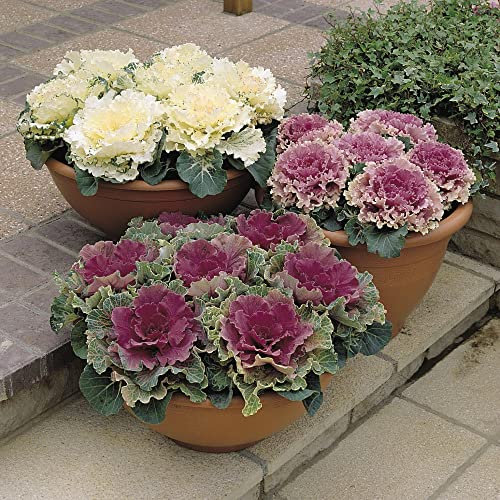 Flowering Ornamental Kale Cabbage 'Northern Lights Mixed' F1 Hybrid Hardy Annual Easy to Grow Your Own Inedible Outdoor Garden Foliage Flower Plants (Approx. 30 Seeds) by Thompson and Morgan