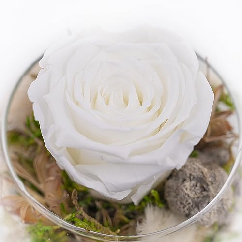 Ewige Rose im Glas - handgefertigt - Bunte Infinity Rosen Blumen Deko Geschenke, konservierte Rosen Rosenkopf im Glas mit Geschenkbox 3 Jahre haltbar (Weiß)