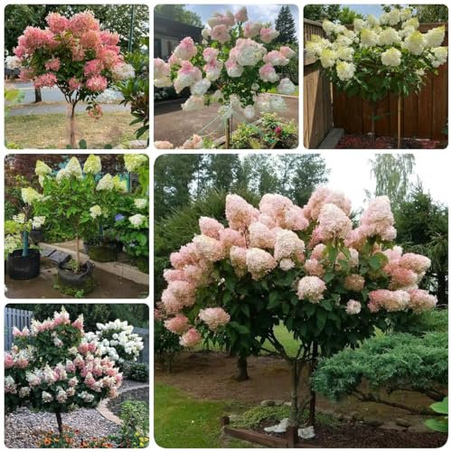 100 Pc Semillas De Hortensia De Panícula, Decoración De Otoño, Plantas Exóticas Resistentes Hortensias De Panícula - Hydrangea Paniculata - Plantas De Interior Purificadoras De Aire,